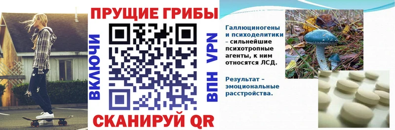 Псилоцибиновые грибы мицелий Новосиль